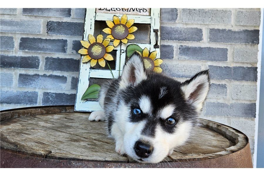 Reinrassige Siberian Husky Welpen mit Blauen und Braunen Augen ein neues und nettes Zuhause.