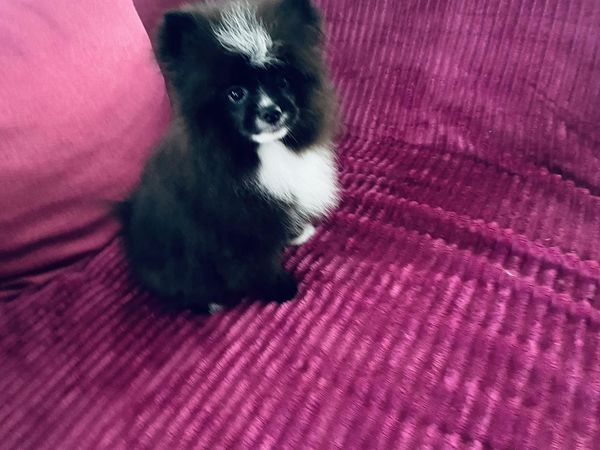 Klein spitz Welpen suchen neues Zuhause