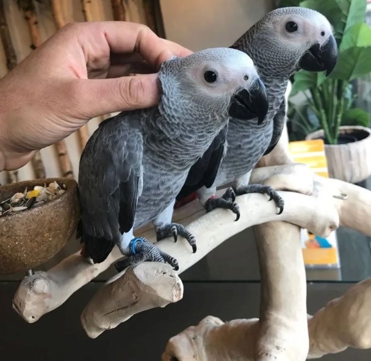 Männchen und Weibchen Graupapageien-mit-papiere
