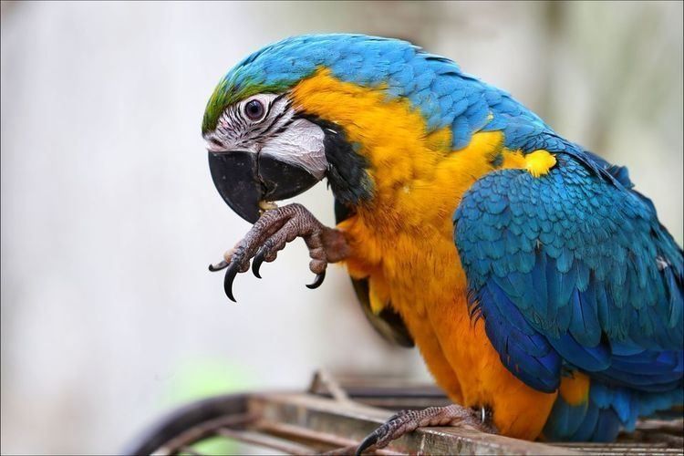 Ara-Papageien