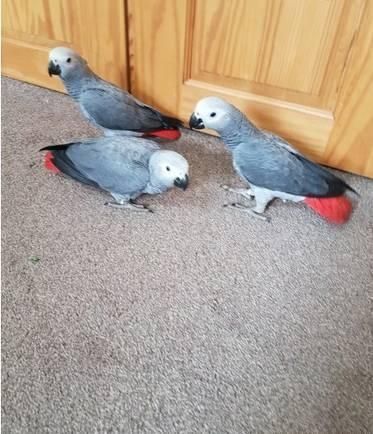 3 Hellroter Ara Papageien