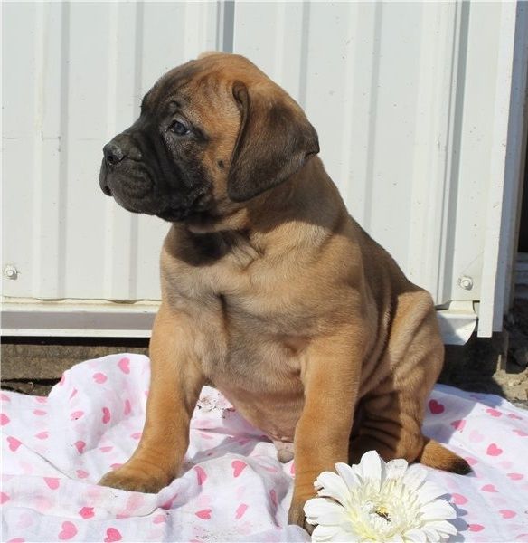 Bullmastiff Welpen suchen ihre Familie