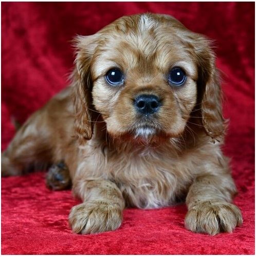 Cavalier King Charles Welpen