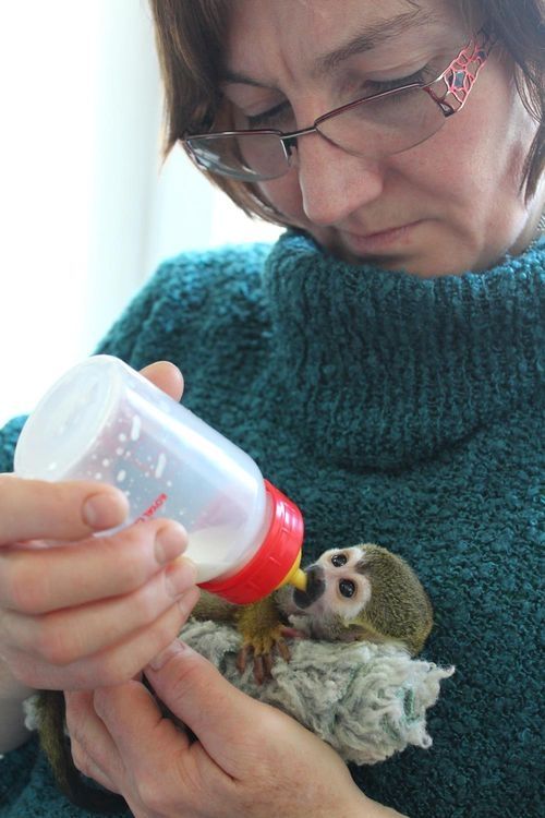 Freundliches Totenkopfäffchen suchen ein neues Zuhause
