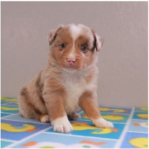Reinrassige Australian Shepherd Welpen