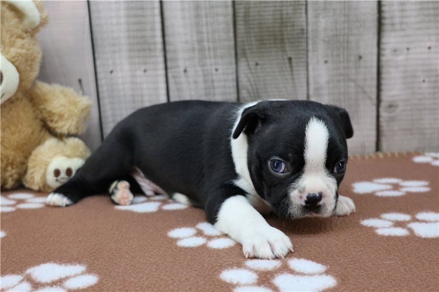 Reinrassige Boston Terrier Welpen