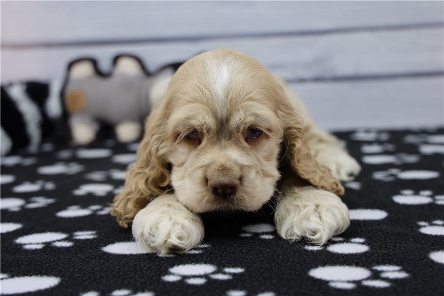 Reinrassige cocker spaniel welpen