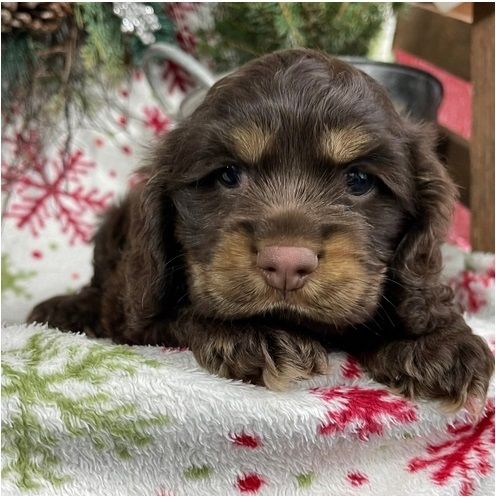 Reinrassige cocker spaniel welpen