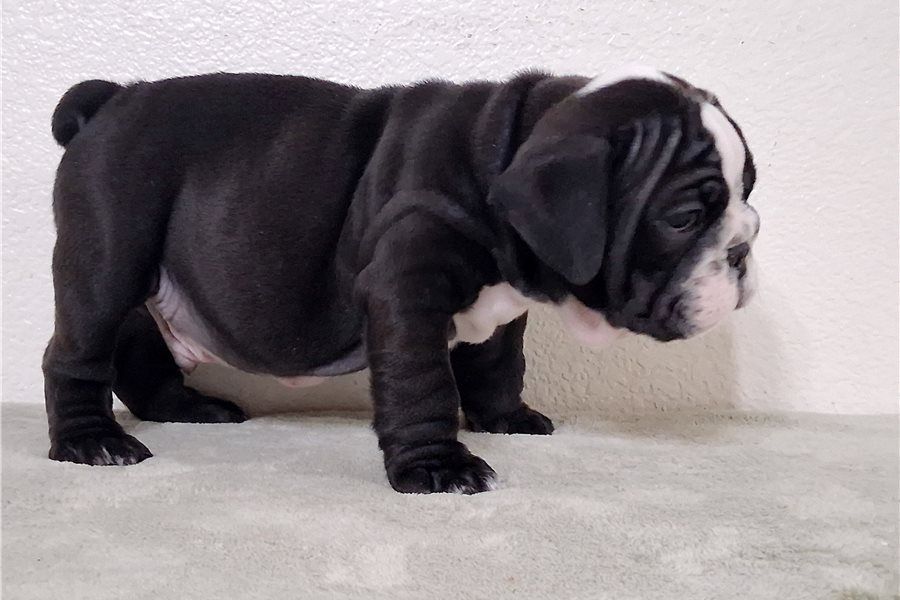 Reinrassige Englische Bulldoggen welpen