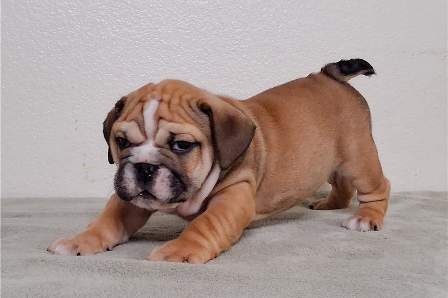 Reinrassige Englische Bulldoggen welpen