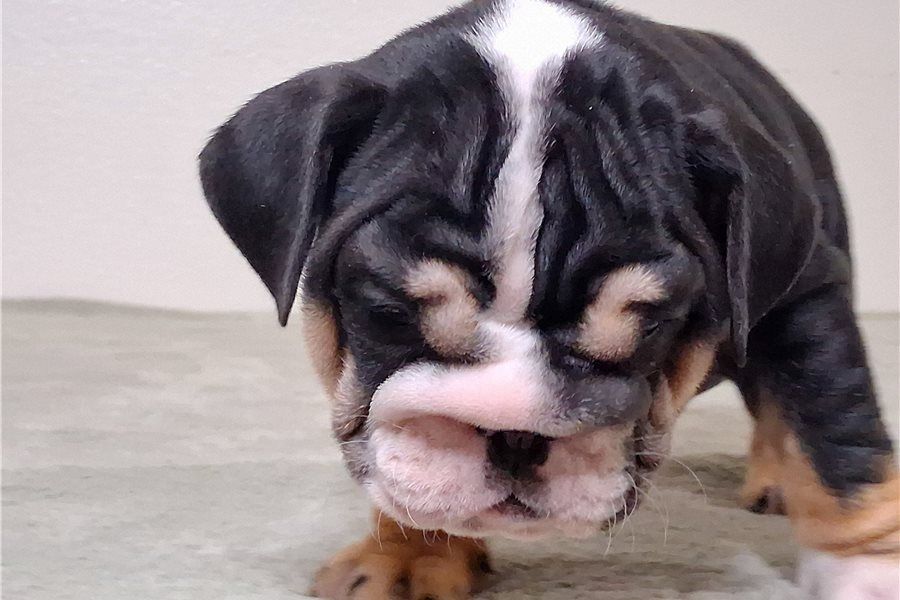 Reinrassige Englische Bulldoggen welpen