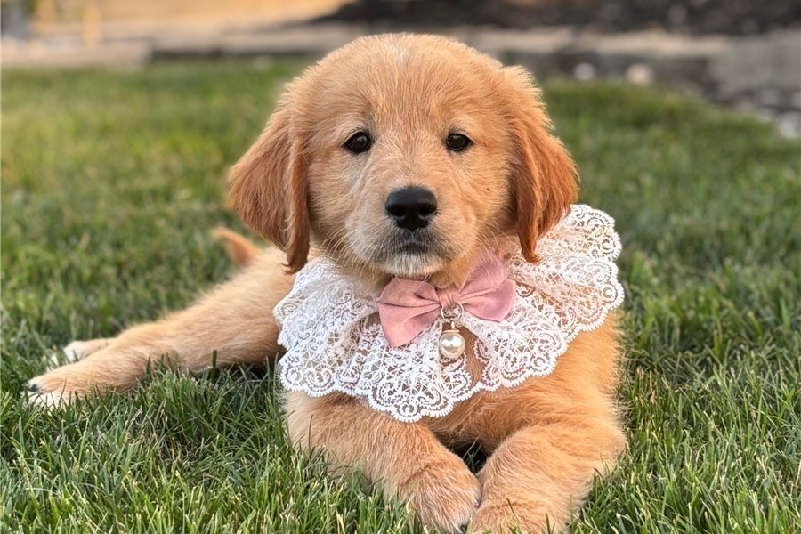 Reinrassige goldendoodle welpen