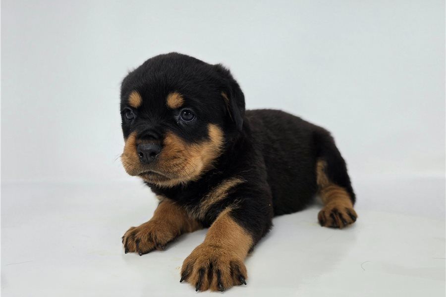 Reinrassige Rottweiler-welpen