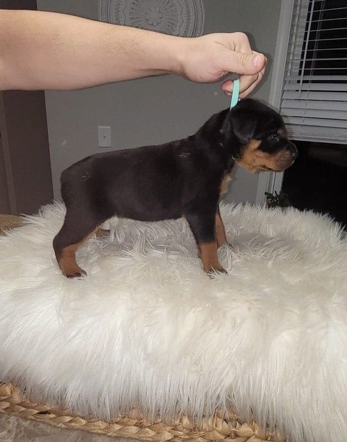 Reinrassige Rottweiler-welpen