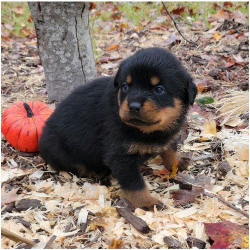 Reinrassige Rottweiler-welpen