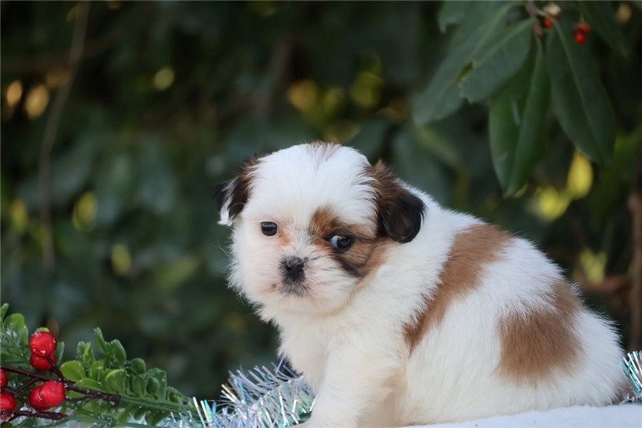 Reinrassige shih tzu welpen