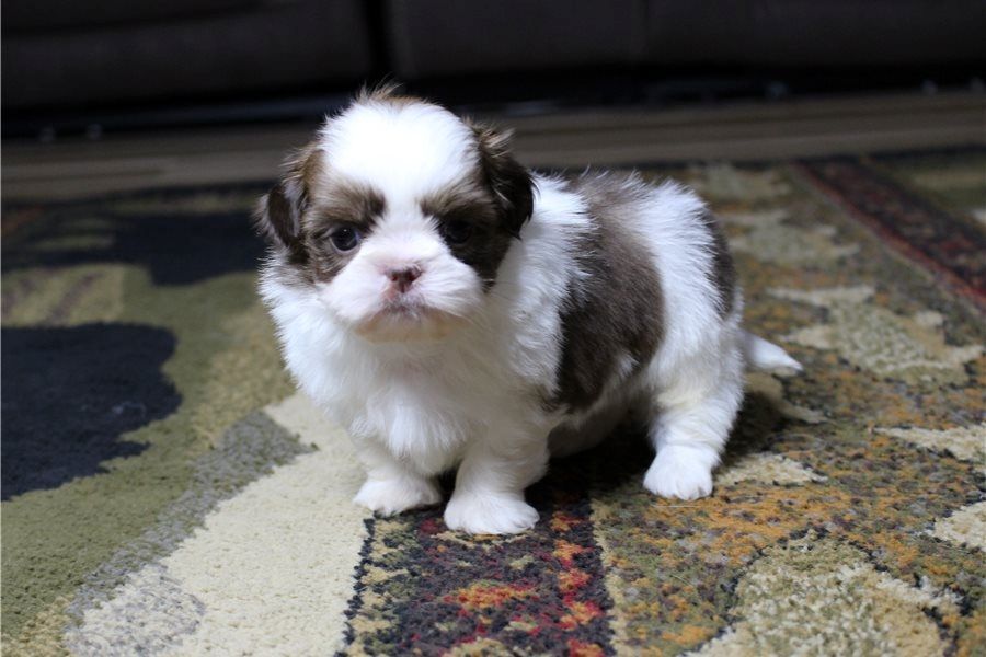 Reinrassige shih tzu welpen