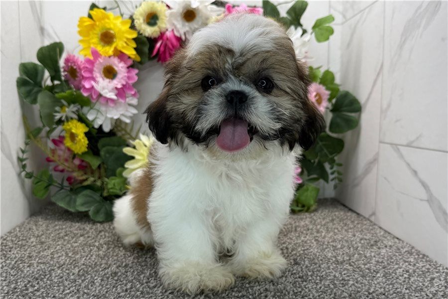 Reinrassige shih tzu welpen