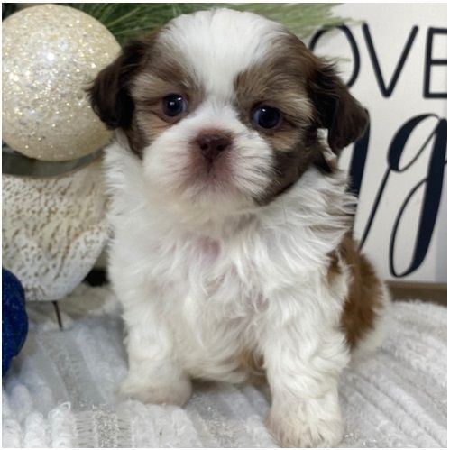 Reinrassige shih tzu welpen