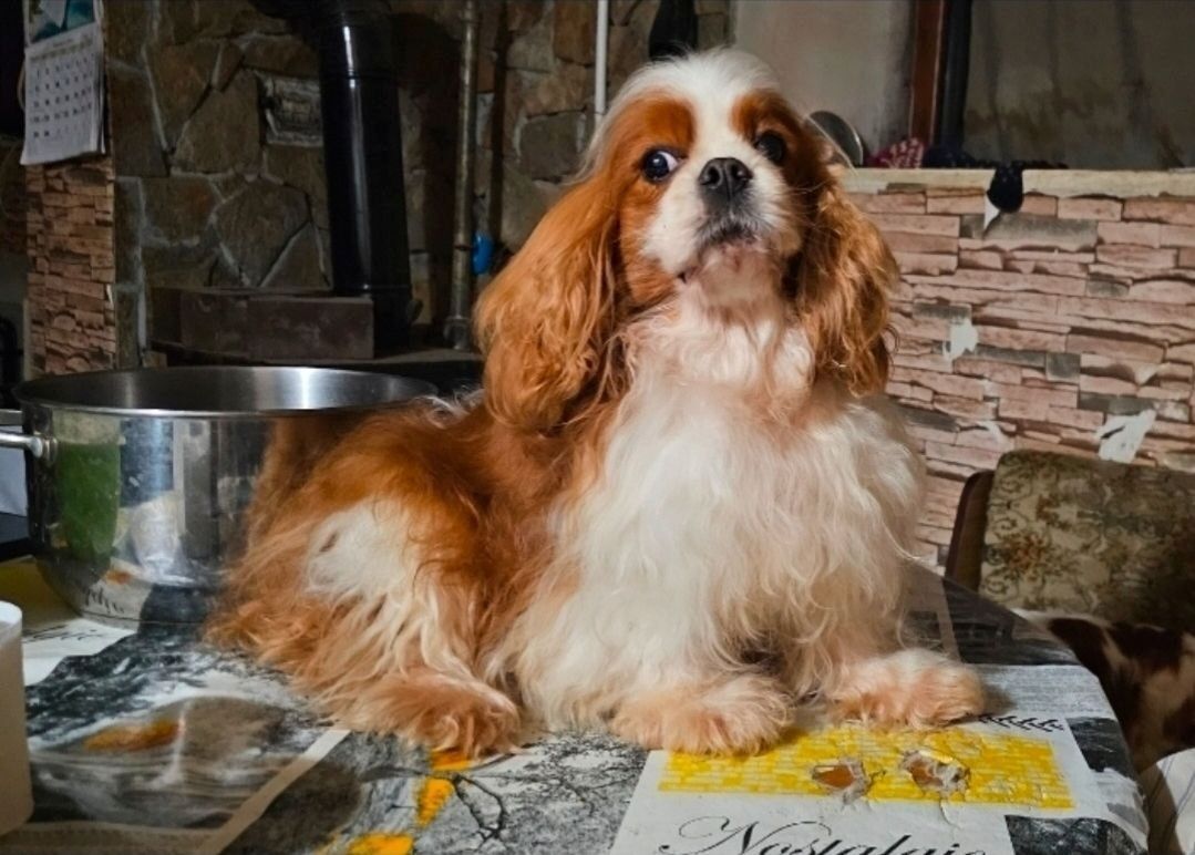 Cavalier King Charles Spaniel Welpen
