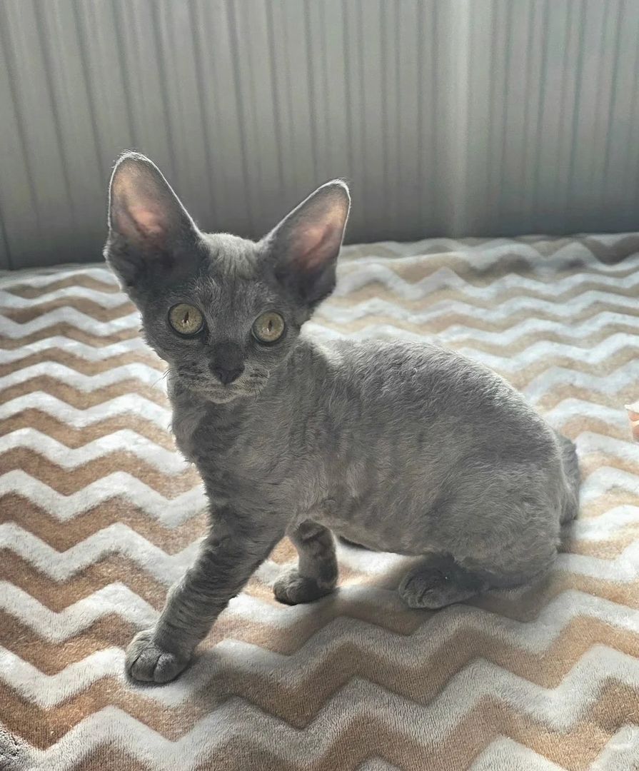 Süße Devon-Rex-Kätzchen zu verkaufen