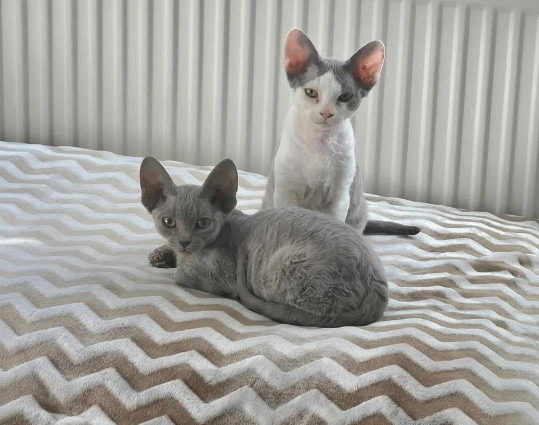 Süße Devon-Rex-Kätzchen zu verkaufen