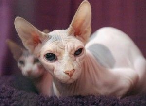 Sphynx-Kätzchen (Männchen und Weibchen)