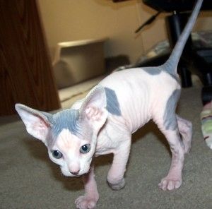 Sphynx-Kätzchen jetzt erhältlich