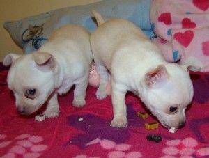 Chihuahua-Welpen
