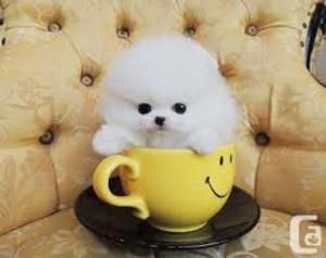 Zwergspitz-Pomeranian Welpen