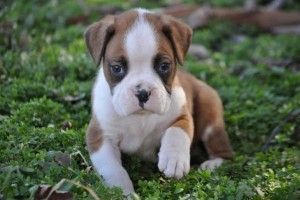 AKC-Boxerwelpen