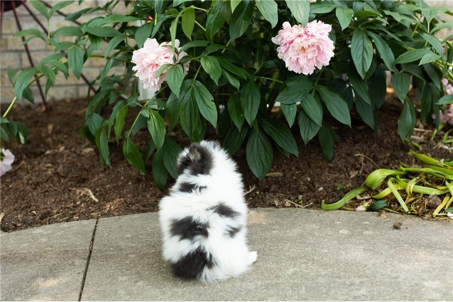 Pomeranian ZwergSpitz Teddy Welpen