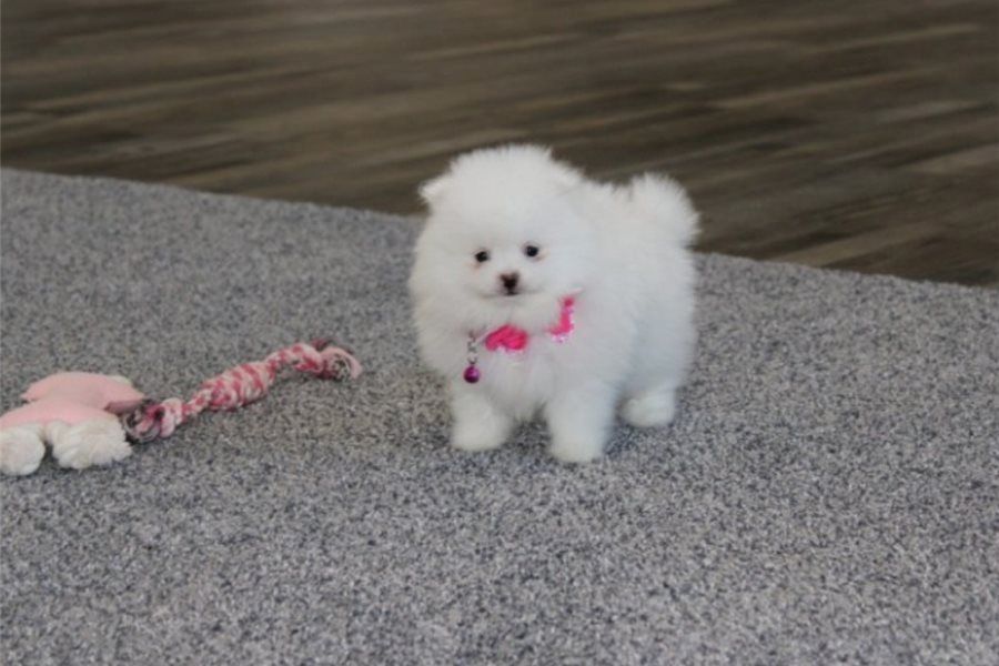 Pomeranian ZwergSpitz Teddy Welpen