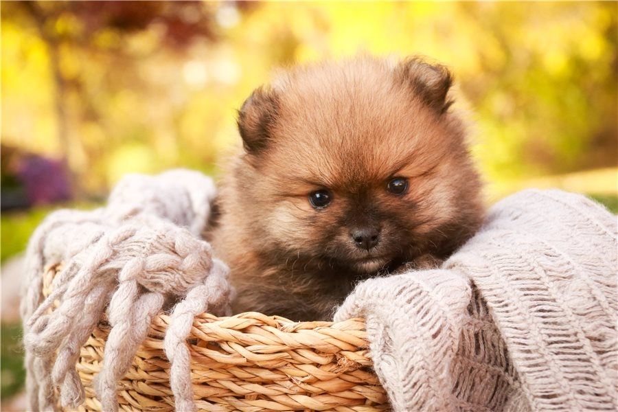 Pomeranian ZwergSpitz Teddy Welpen