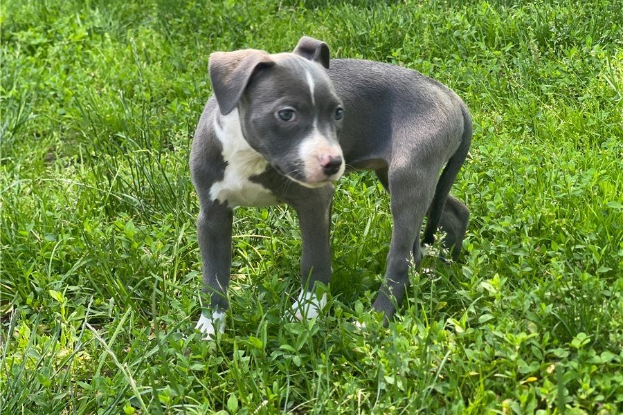 Wunderschöne  American Pitbull welpen  in Blue