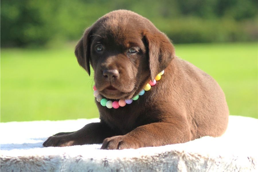 Wunderschöne Labrador Welpen suchen ihr Traumzuhause