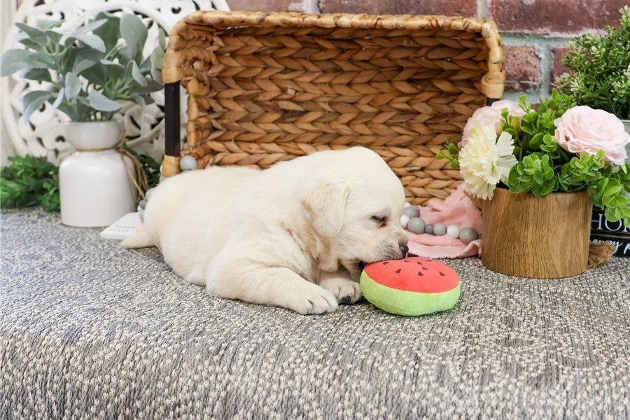 Wunderschöne Labrador Welpen suchen ihr Traumzuhause