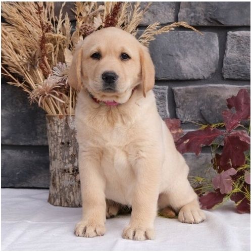 Wunderschöne Labrador Welpen suchen ihr Traumzuhause