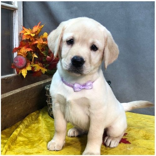 Wunderschöne Labrador Welpen suchen ihr Traumzuhause