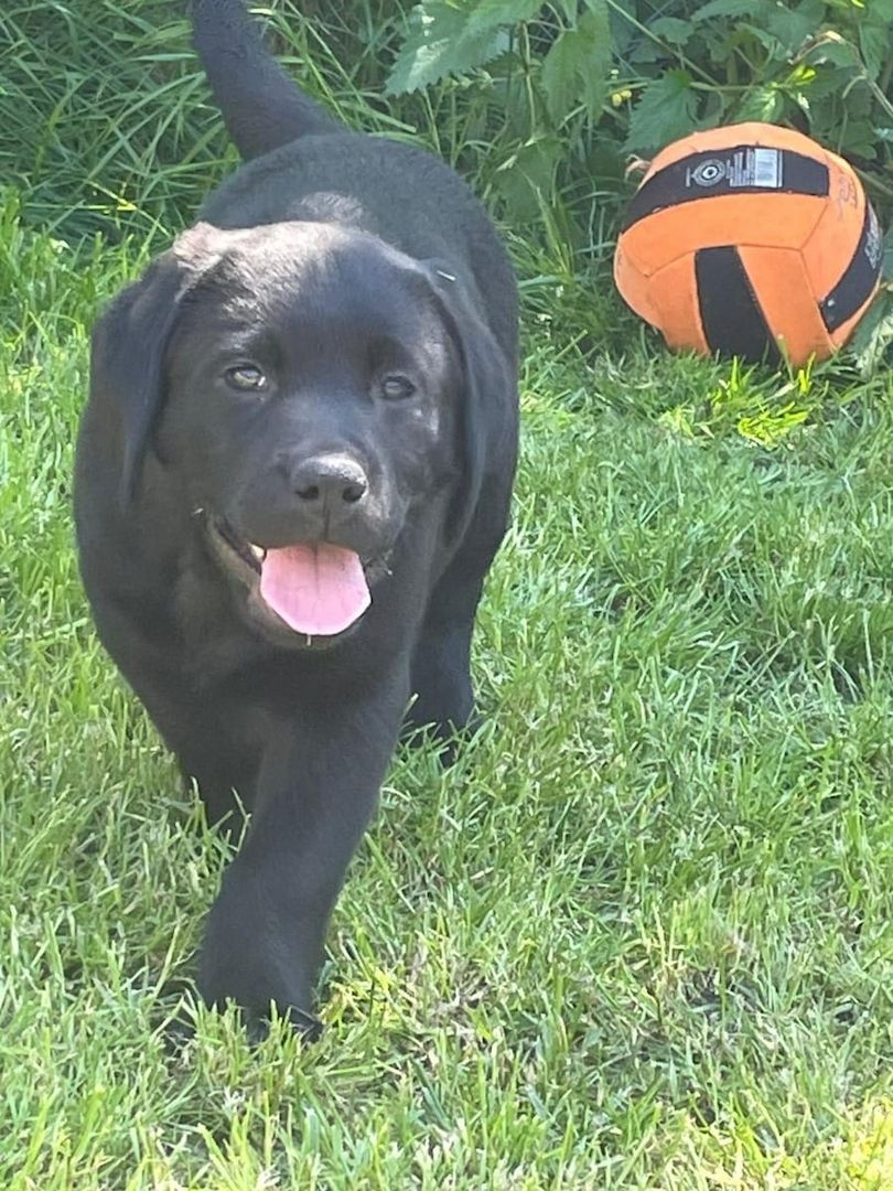 Wunderschöne Labrador Welpen suchen ihr Traumzuhause