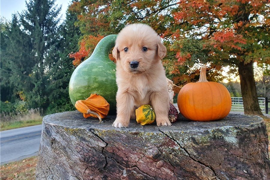Golden Retriever mit Ahnentafel