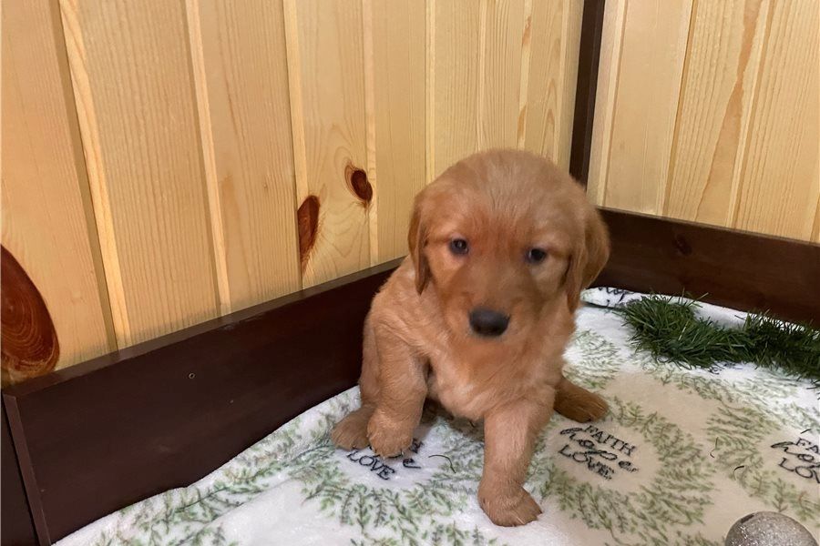 Golden Retriever mit Ahnentafel