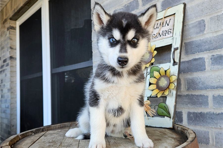 Reinrassige Siberian Husky Welpen