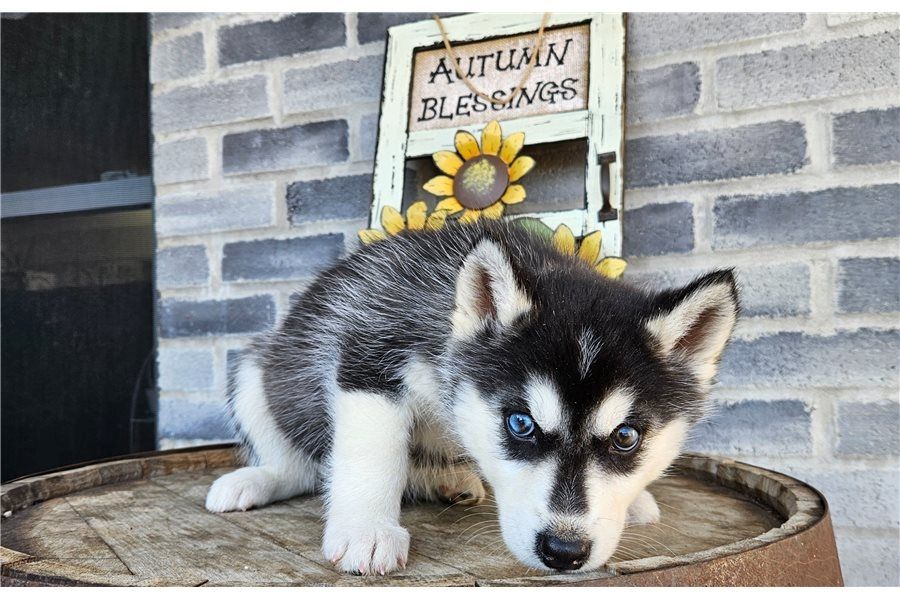 Reinrassige Siberian Husky Welpen