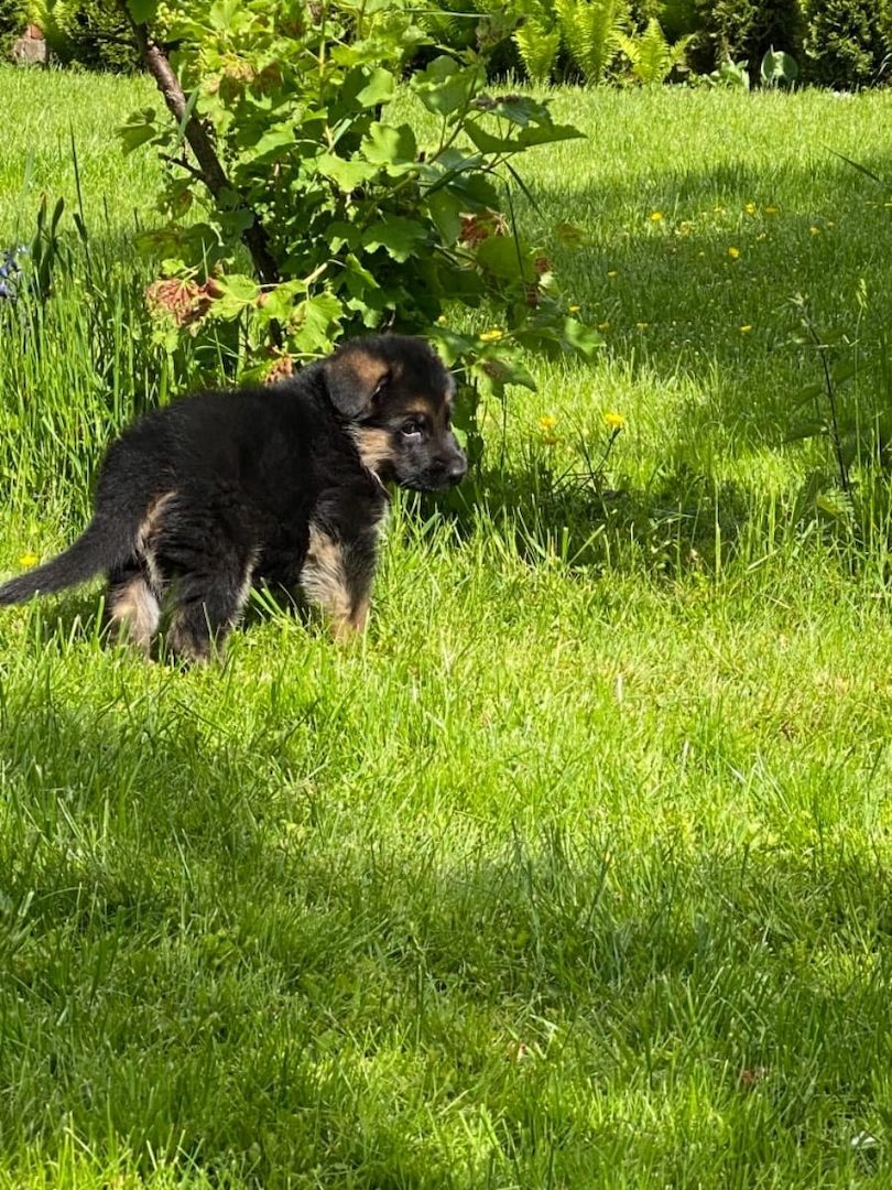 Deutsche Schäferhund Welpen