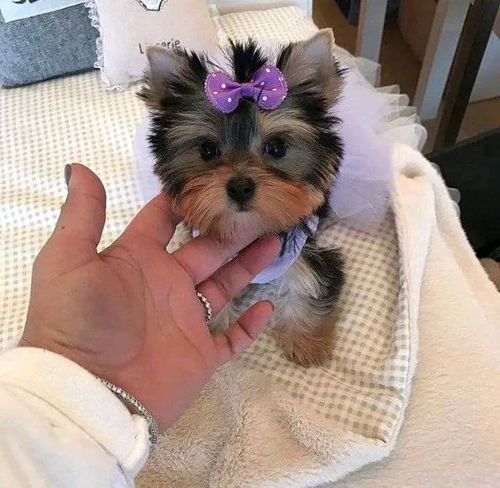 🐾 Yorkshire-Terrier-Welpen 🐾