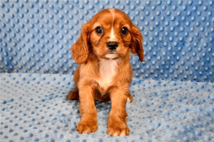 Cavalier King Charles Welpen