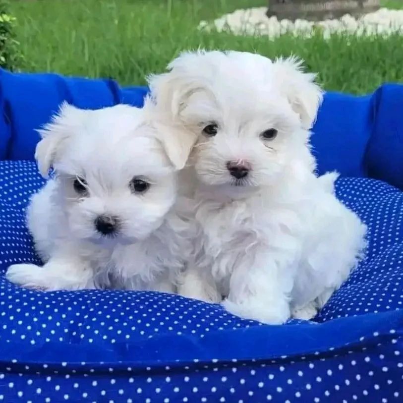 Malteser-Welpen