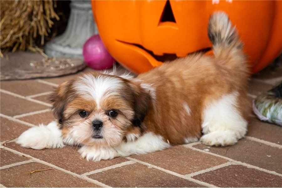 🐾 Entzückende Shih-Tzu-Welpen 🐾