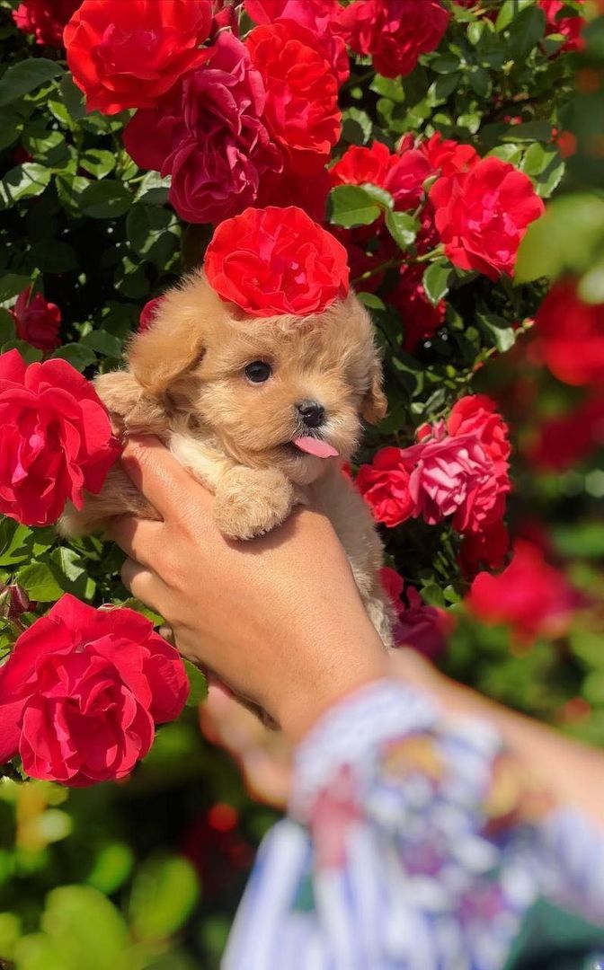 🐾 Pudelwelpen 🐾